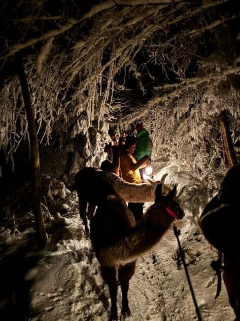 Guided llamawalk with a traditional, homemade cheesefondue - An Honest Look at the Experience