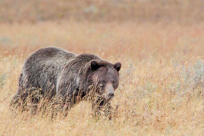 Guided Lower Loop of Yellowstone from Cody, WY - Final Thoughts