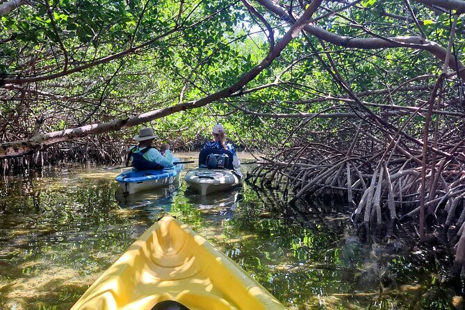 Guided Mangrove Eco Tours Kayak or Paddleboard Adventure - Key Points
