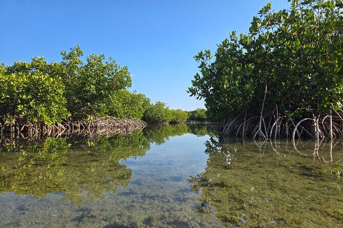 Guided Mangrove Eco Tours Kayak or Paddleboard Adventure - Detailed Breakdown of the Itinerary