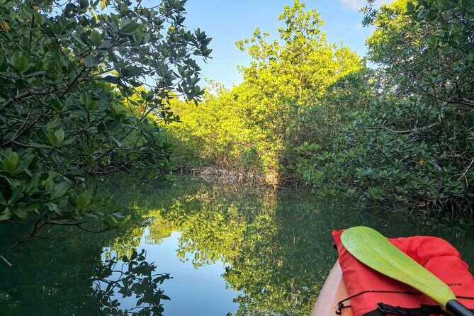 Guided Mangrove Eco Tours Kayak or Paddleboard Adventure - FAQ: Your Questions About the Mangrove Eco Tour