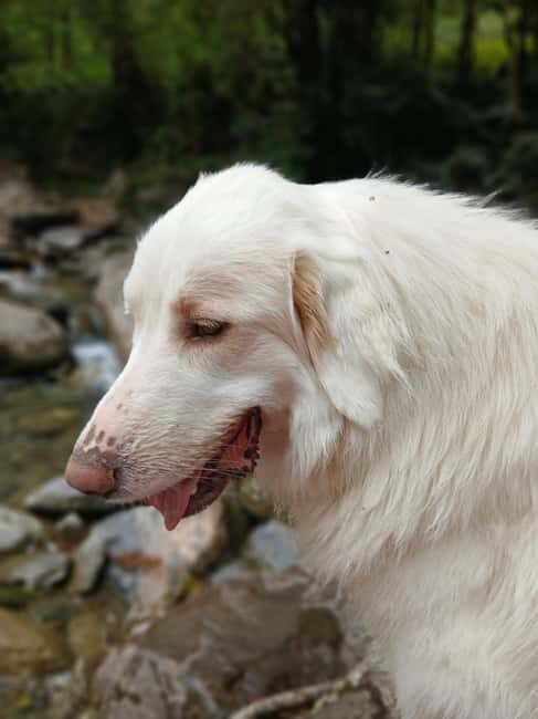 Guided Nature Walk to Bartrès with a Pyrenean Mountain Dog - Walking in the Footsteps of Bernadette in the Pyrenees