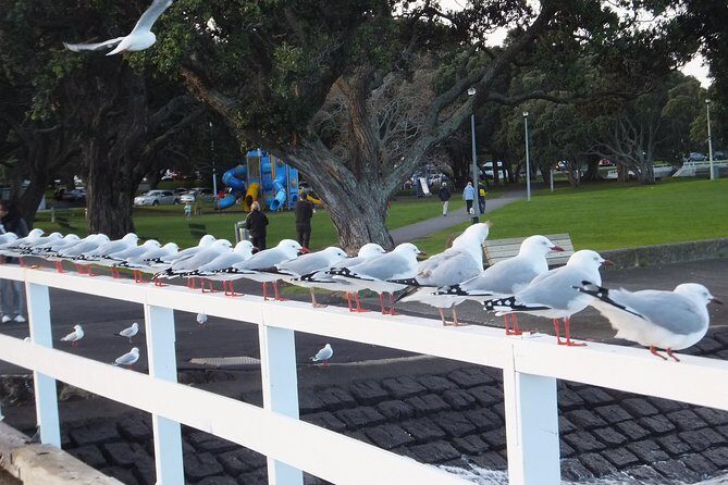 Guided North Head Fort Segway Tour in Devonport Auckland - The Sum Up