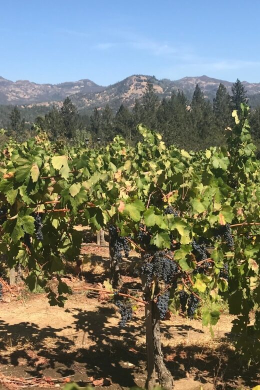 Guided Private Wine Tour to Napa and Sonoma Wine Country - Practical Details