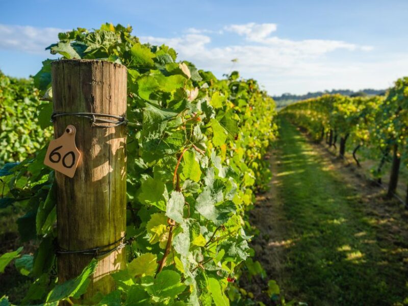 Guided Private Wine Tour to Napa and Sonoma Wine Country - Who This Tour Is Best For