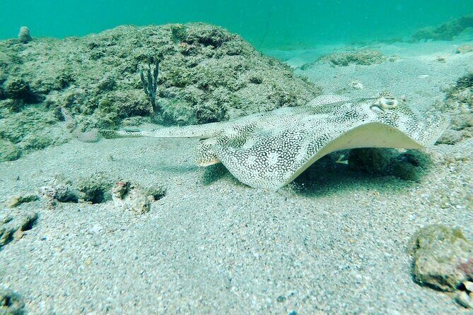 Guided Reef Snorkeling Tour in Pompano Beach - What to Expect on the Tour
