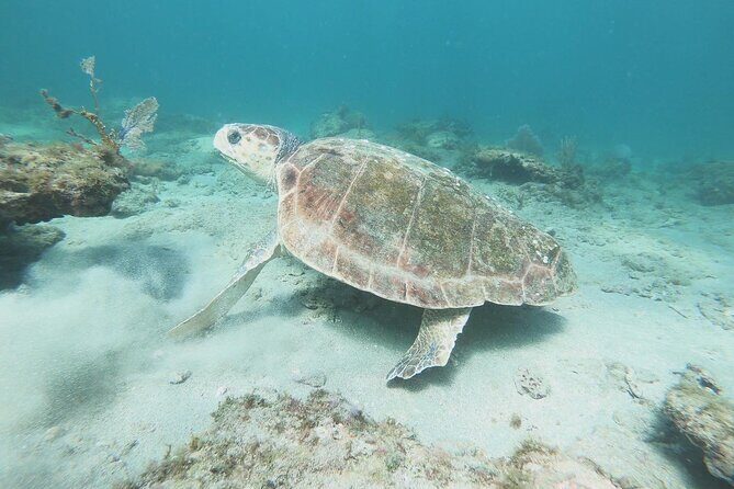 Guided Reef Snorkeling Tour in Pompano Beach - FAQ
