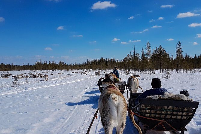 Guided reindeer farm visit and one hour sledge safari - Final Thoughts