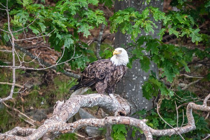 Guided RIB Boat Adventure of Casco Bay - The Meeting Point and Practical Details