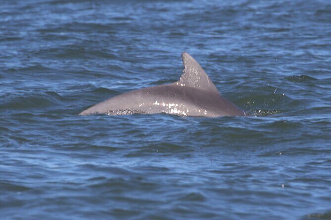 Guided Salt Marsh Kayak Tour - FAQs About the Salt Marsh Kayak Tour