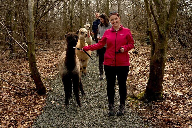 Guided Scenic Alpaca Trekking Experience Northern Ireland - What to Expect: A Step-by-Step Overview
