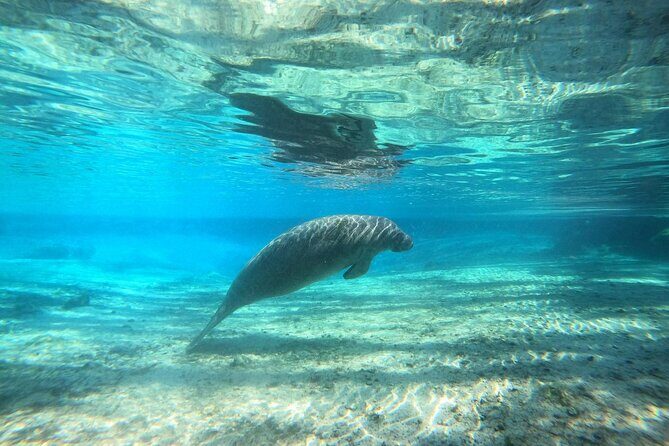 Guided Semi-Private Snorkel Tour (w/ FREE Photos!) - What to Expect from This Tour