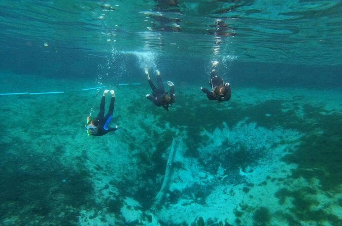 Guided Semi-Private Snorkel Tour (w/ FREE Photos!) - Cost and Value