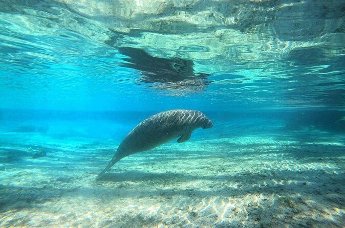 Guided Semi-Private Snorkel Tour (w/ FREE Photos!) - Practical Details