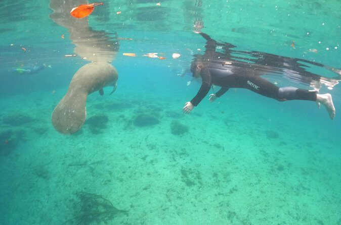 Guided Semi-Private Snorkel Tour (w/ FREE Photos!) - FAQ