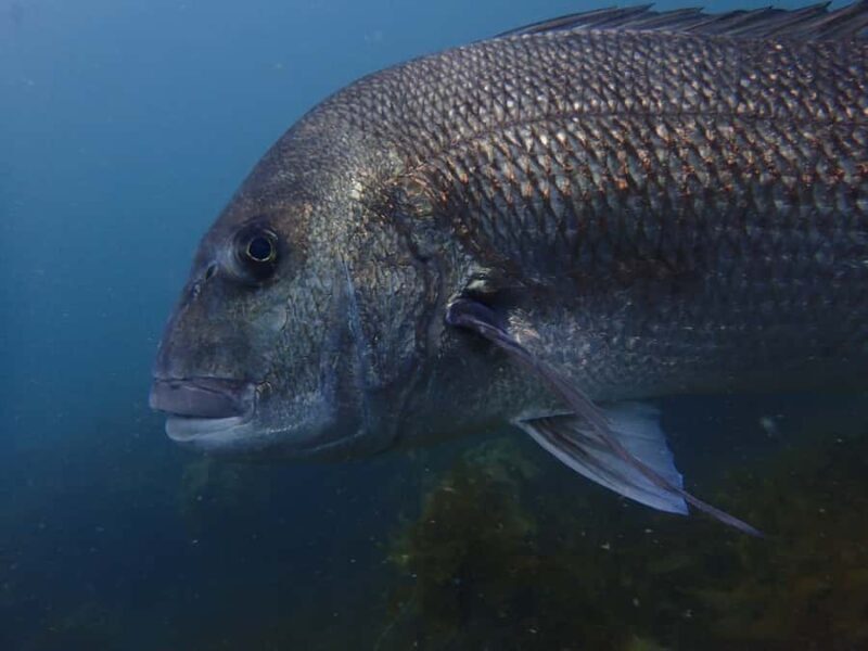Guided Shore Dive Tour for Certified Divers - Exploring the Guided Shore Dive Tour for Certified Divers in North Island, New Zealand