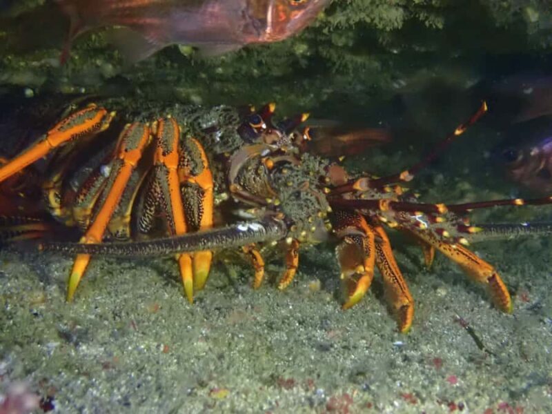 Guided Shore Dive Tour for Certified Divers - Key Points