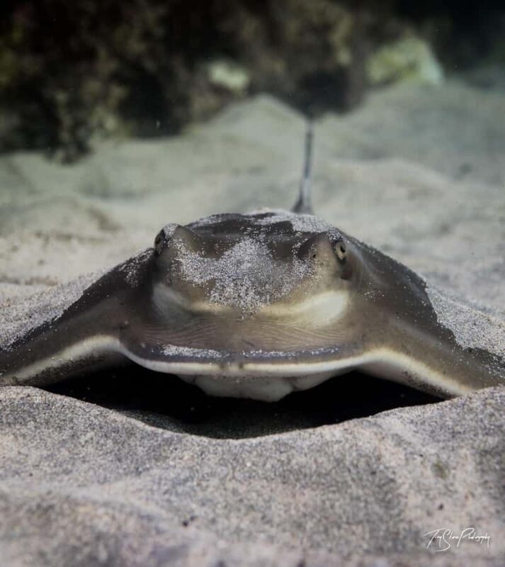 Guided Shore Dive Tour for Certified Divers - Practical Details and What to Expect