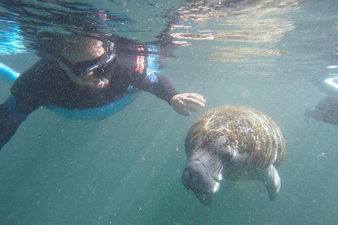 Guided Small Group Manatee Snorkeling Tour with In-Water Photographer - Key Points