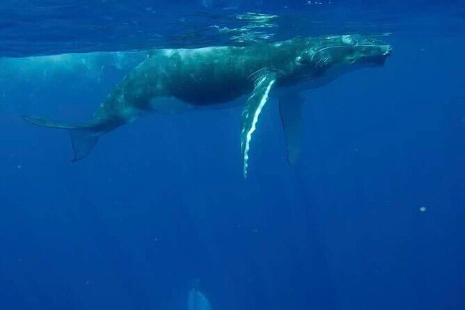 Guided Small Group Whale Watching and Swim Tour Tahiti - What is the Tour All About?