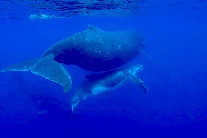 Guided Small Group Whale Watching and Swim Tour Tahiti - The Price and Its Value