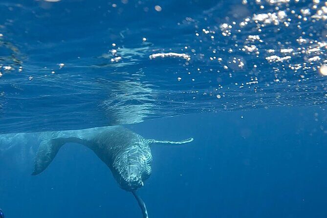 Guided Small Group Whale Watching and Swim Tour Tahiti - Who Is This Tour Best For?