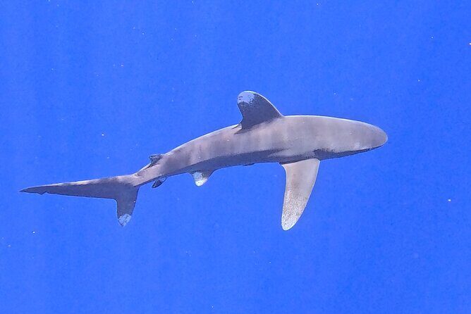 Guided Small Group Whale Watching and Swim Tour Tahiti - The Sum Up