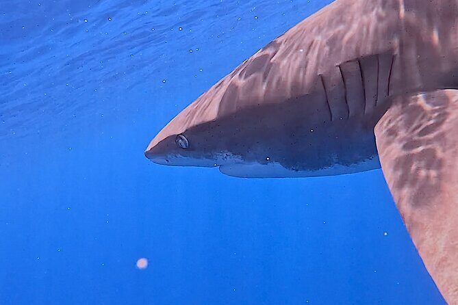 Guided Small Group Whale Watching and Swim Tour Tahiti - FAQ