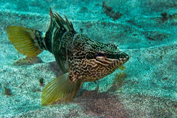 Guided Snorkel Experience - Why the Guide Matters