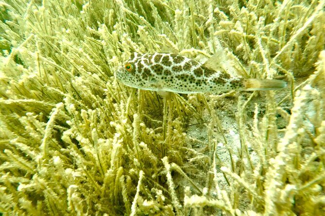 Guided Snorkel Experience, Free Videos in West Palm Beach - The Sum Up