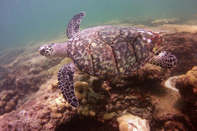 Guided Snorkel Experience in Fort Lauderdale - Who Will Love This Experience?