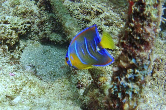 Guided Snorkel Experience in Fort Lauderdale - Frequently Asked Questions