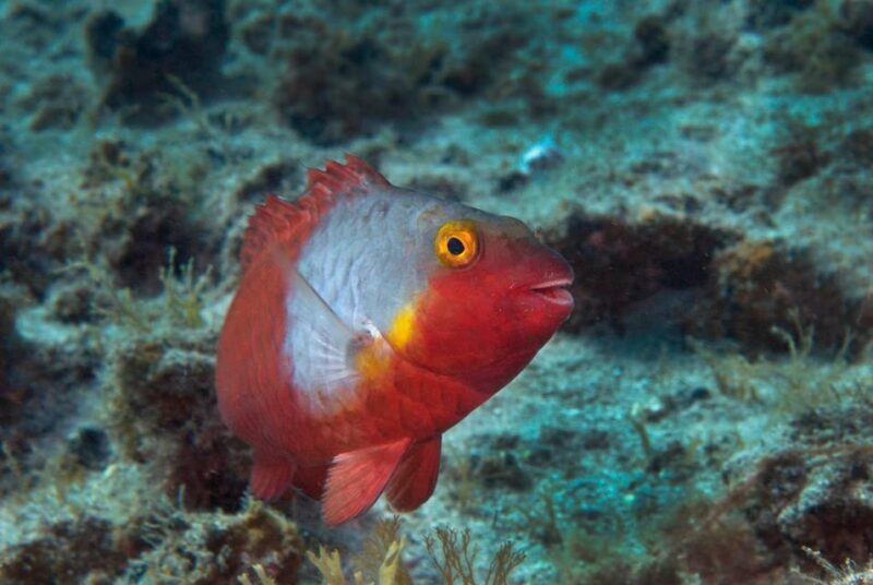 Guided Snorkeling Experience - The Practical Details