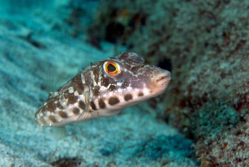 Guided Snorkeling Experience - FAQs