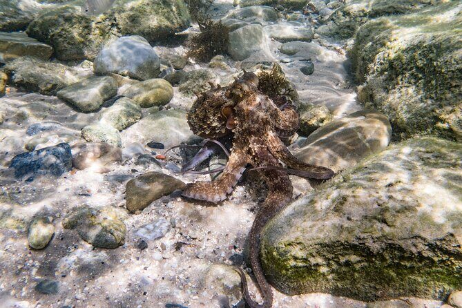 Guided snorkeling route in the Strait Natural Park - Who Would Love This Tour?