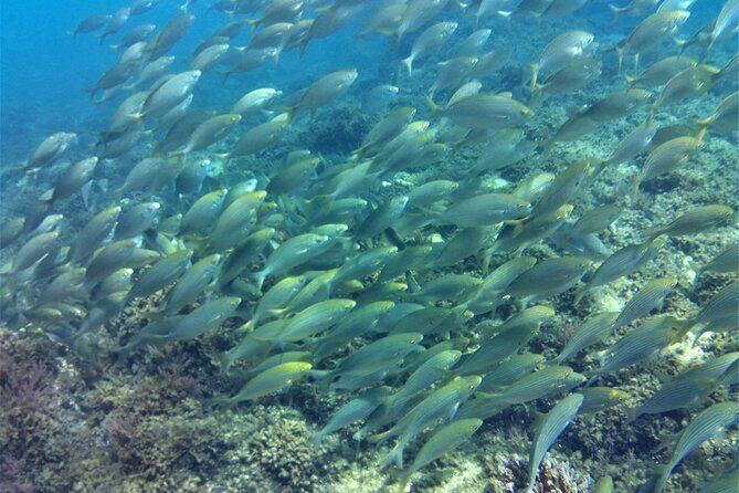Guided snorkeling route in the Strait Natural Park - Final Thoughts