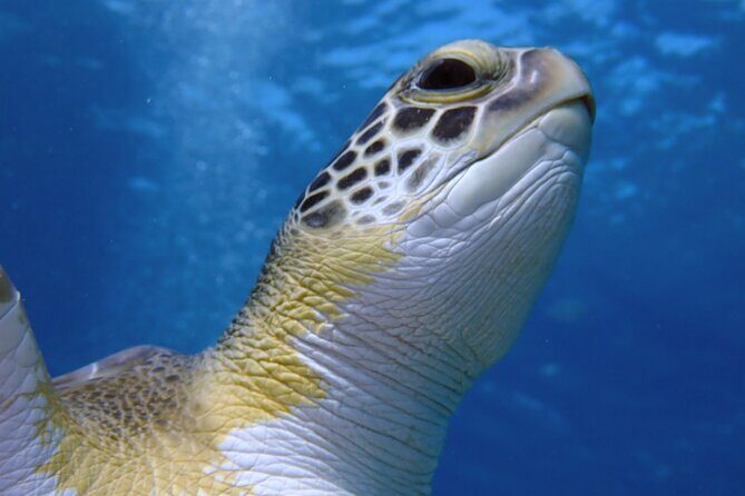 Guided snorkeling trip to the turtles in Protaras - The Itinerary: What You Can Expect