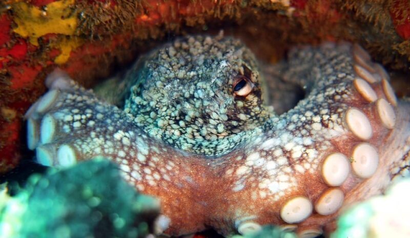 Guided Snorkelling experience in south of Gran Canaria - Who Should Consider This Tour?