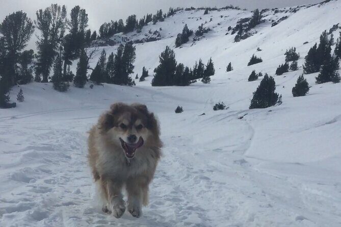 Guided Snowshoe Experience in Lake Tahoe - What to Expect from the Guided Snowshoe Experience