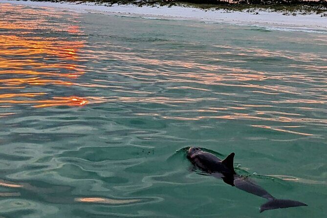 Guided Sunset and Dolphin Cruise Non Private in Destin, FL - Key Points