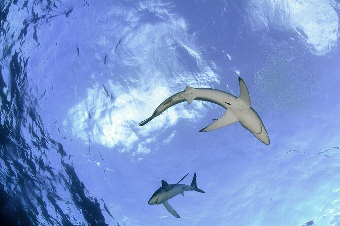 Guided Swimming Experience with Sharks in Portugal - Final Thoughts