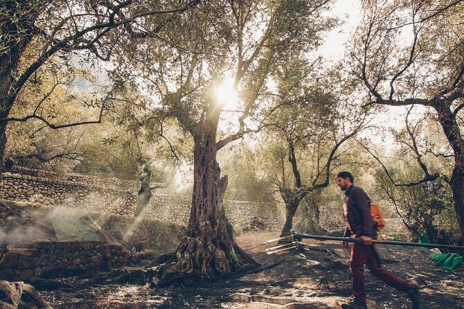 Guided Tasting Tour in 16th century House and Olive Oil Factory - Is This Tour Right for You?
