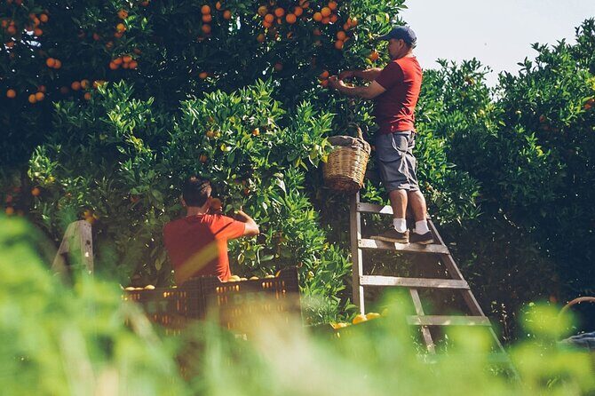 Guided Tasting Tour in 16th century House and Olive Oil Factory - Final Thoughts