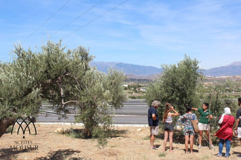 Guided tour and oil tasting at the Aceites Molisur factory - Exploring the Olive Oil Tour Experience