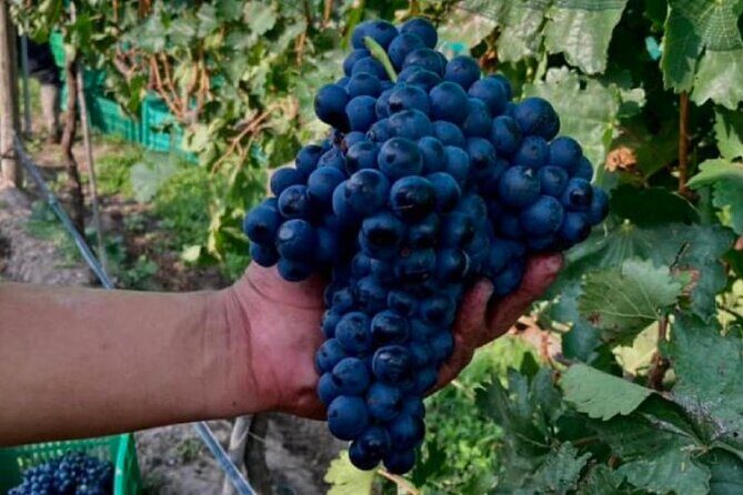 Guided tour and tasting of 4 wines at Viñedo Dos Búhos - The Practical Details That Matter