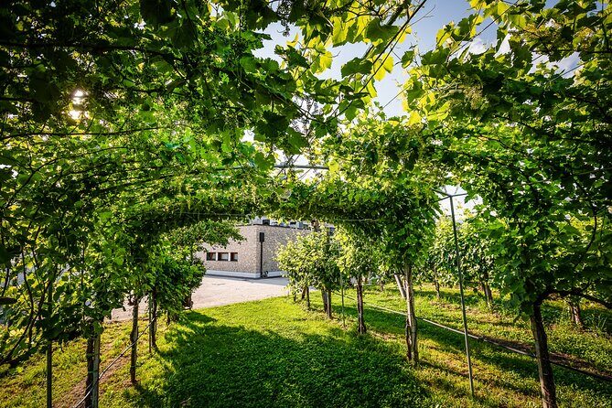 Guided Tour and wine tasting 5 wines to discover the Conegliano Valdobbiadene - Exploring the Conegliano Valdobbiadene Wine Tour: A Practical Guide