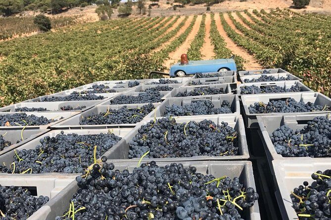 Guided tour glass in hand with wine tasting directly from the barrel - The Sum Up