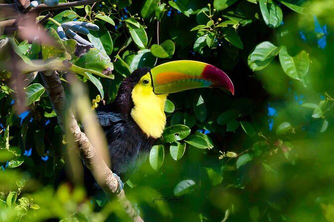 Guided Tour in Costa Maya Chacchoben Ruins History - Chacchoben Ruins