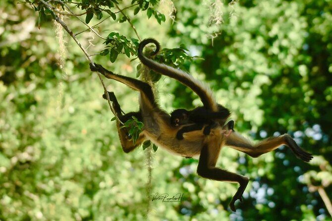 Guided Tour in Costa Maya Chacchoben Ruins History - The Jungle Walk