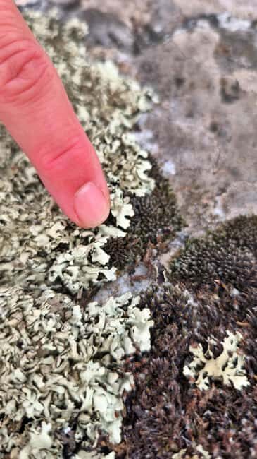 Guided Tour in Valsaín: The Battle of La Granja (Segovia) - What’s in the Details: Practical Considerations